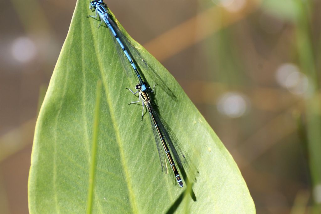 Platycnemis pennipes? no, Coenagrion cfr. puella